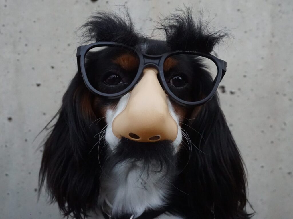 A dog wearing a glasses and fake nose disguise.
